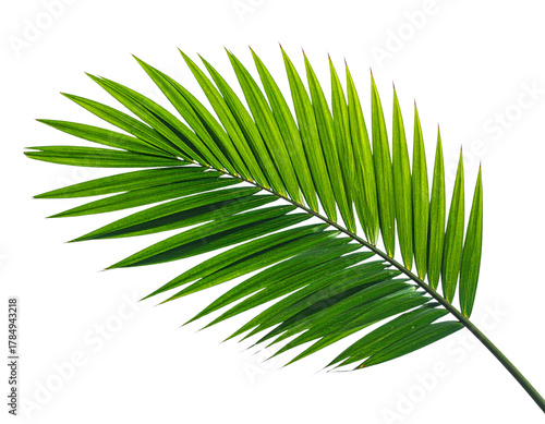 Tropical lush green leaf of palm tree transparent background png