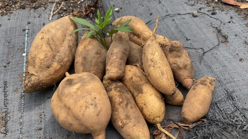4k video footage of Pile of Cilembu sweet potatoes or harvested yams with a dark black background