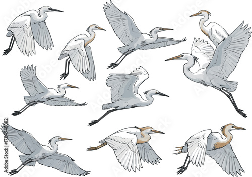 Create need kinds of white Heron flying in sky set victor art on white background.