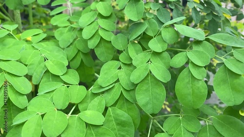 Close up photo of Kelor plant leaves texture or Moringa oleifera.