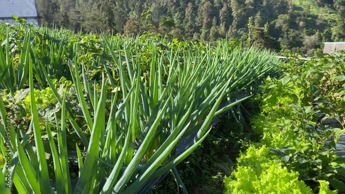 Leeks or Spring Onion plantation with mulch applied on the slopes of Mount Merapi, Selo Boyolali, Central Java, Indonesia. Concept for Agriculture Farming. Garlics, Shallots, Scallions, Chives Farming