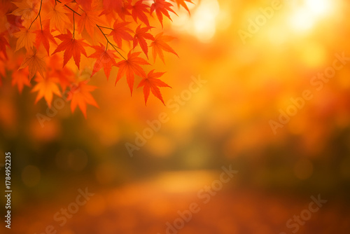 Vibrant autumn maple leaves with soft sunlight and a tranquil forest path covered in fall foliage
