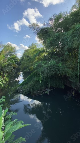 4k video footage of Natural River stream surrounded by bamboo trees during sunny day in the morning in Indonesia. Concept for International Day of Forest, World Environment Day.
