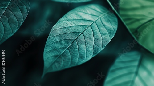 Close-up of transparent leaf veins