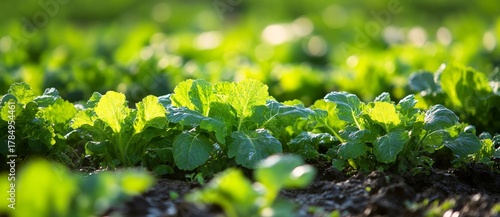 A field with cabbage plantations. Rows of vegetables. Agriculture, farming, landscapes of agricultural land. Crops. A selective focus.