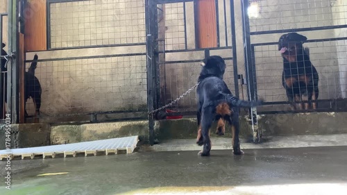 4k video footage of A Rottweiler puppy is tied outside the kennel, separated from its mother. It looks excited and eager to run, but it can’t.
