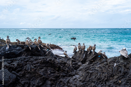Slika na platnu Blue-footed booby and pelican on volcanic rocks, Isabela Island, Galapagos, Ecua