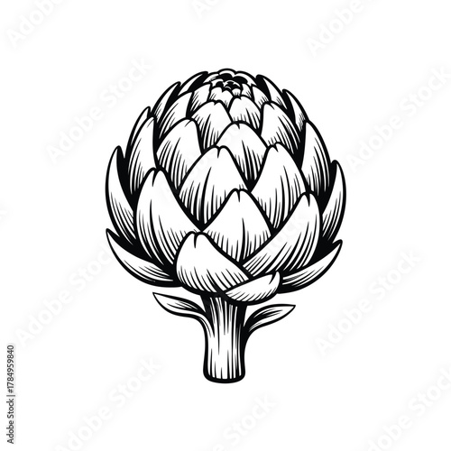 Detailed hand drawn illustration of a fresh artichoke vegetable in black and white