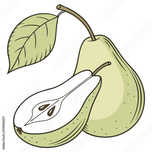 pear fruit vector illustration