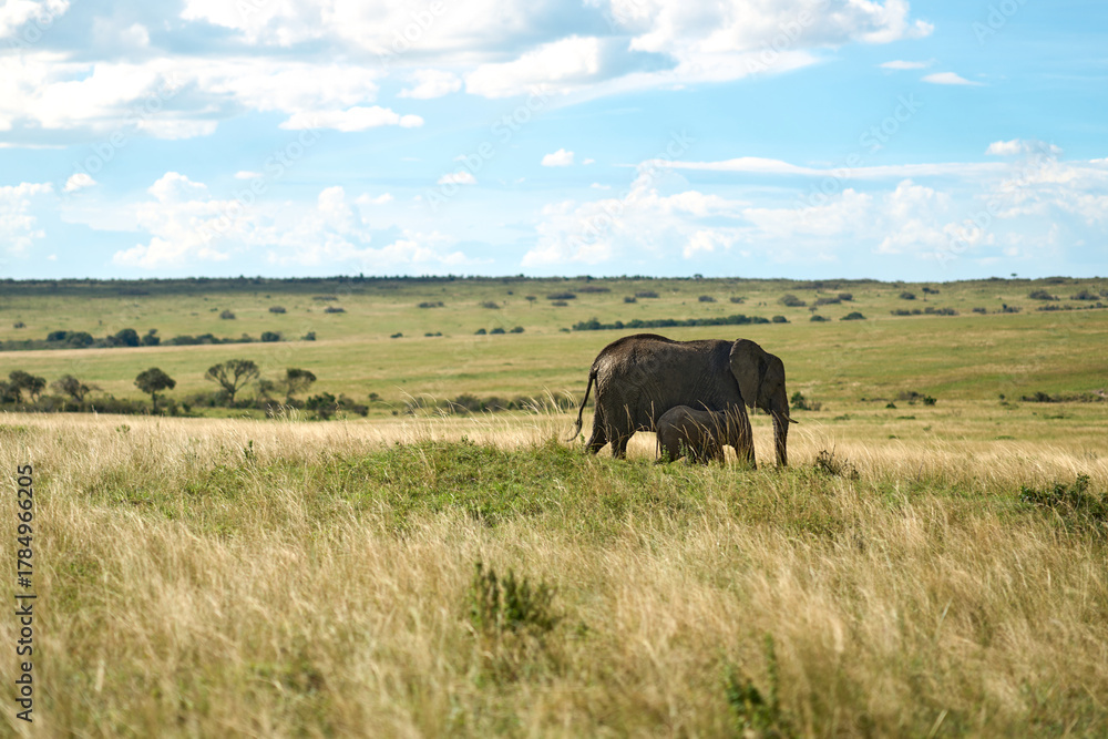 Fototapeta premium African elephant and baby in Masai Mara