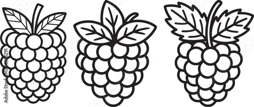 Raspberry Fruit Line Art Drawing Vector Illustration for Coloring Book Page