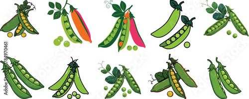 Set of Green Pea Pod Illustrations in Flat and Stylized Design for Gardening and Healthy Vegetable Content