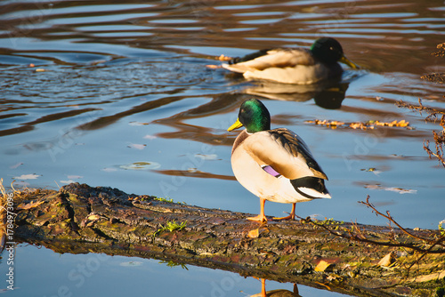 ducks on a tree lying in the river in the setting autumn sun