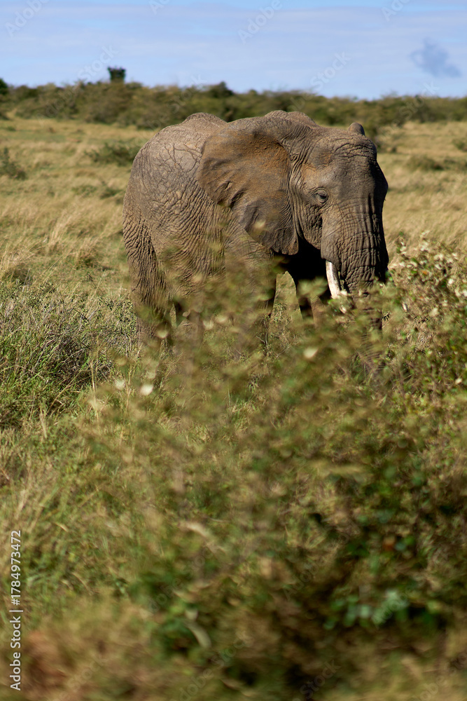 Fototapeta premium African elephant in Masai Mara