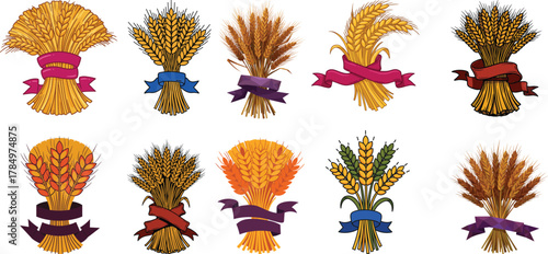 Set of Wheat and Grain Sheaves Illustrations Tied with Ribbons for Harvest Festival and Bakery Design