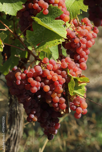 Alsace - Raisins - gewurztraminer 