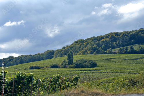 Champagne - Vignes à Chamery