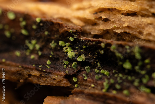 Herbst im Wald - Goldenlight