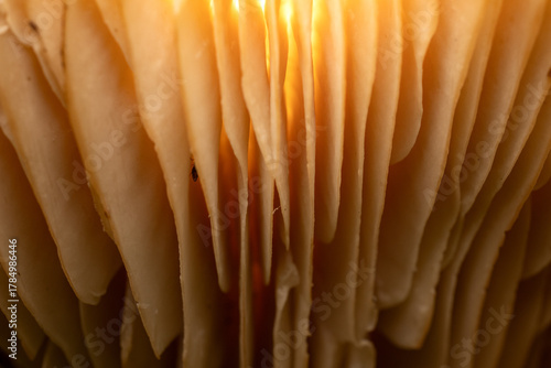 Herbst im Wald - Goldenlight