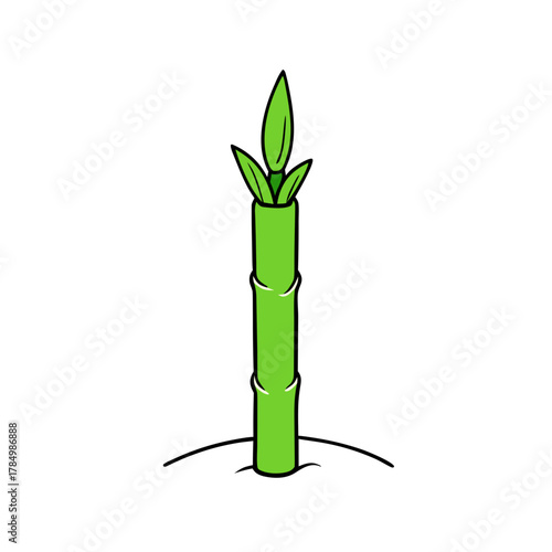 bamboo plant isolated on white