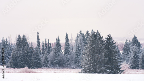 Winter landscape. A forest belt around a snowy field. Trees and bushes covered in a white blanket of frost. Frosty morning.