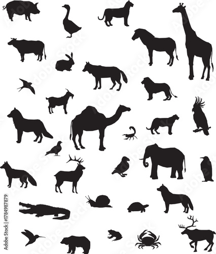 Photography silhouettes of animals