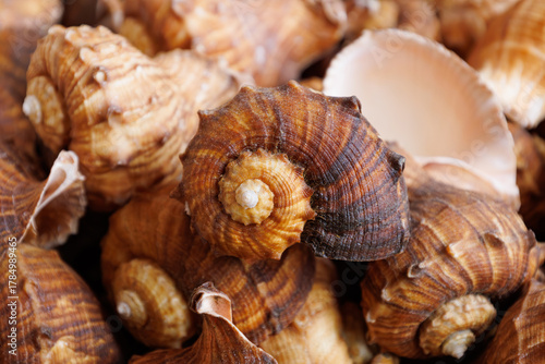 Fototapeta Naklejka Na Ścianę i Meble -  Close-up of beautiful spiral seashells with natural brown and orange tones. Marine texture background from ocean shells collection. Many empty seashell for sale at street market. Souvenirs from Greece