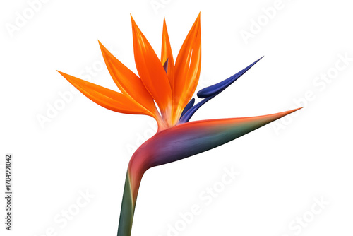 Bird of paradise flower strelitzia reginae isolated on transparent background illustrating tropics and exotic beauty