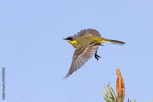 Yellow wagtail