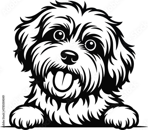 Happy fluffy dog peeking over a surface with tongue out