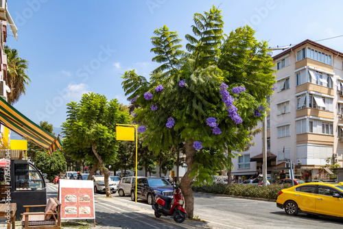 фотографія A beautifully blooming Jacaranda tree with vibrant violet flowers on a street in Alanya, creating natural beauty among urban houses and parked cars under Mediterranean summer sky