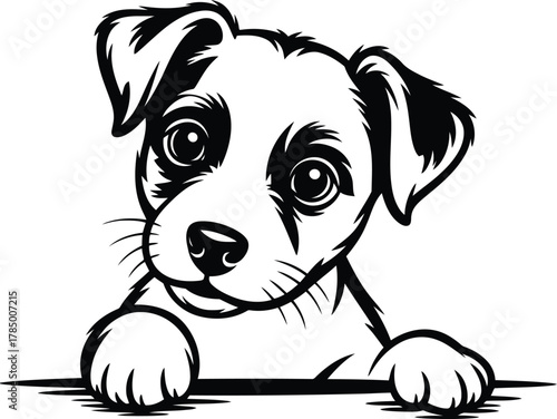 Adorable jack russell terrier puppy peeking over a surface