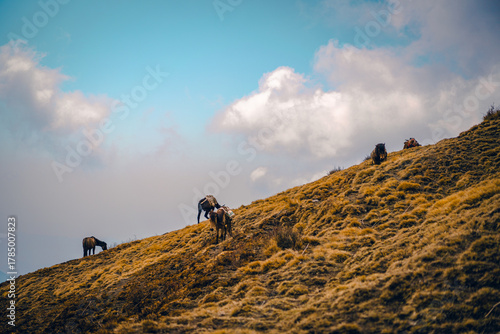 Horses stand on a slope during a trek in Mardi Himal, Nepal. The view is surrounded by a dry grass field with a clear blue sky with fluffy clouds. Idea for a nature background with copy space.