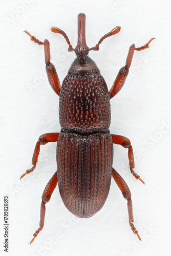 Adult insect Wheat or granary weevil also colled grain weevil,Sitophilus granarius, Calandra. Beetle on white background. top view.