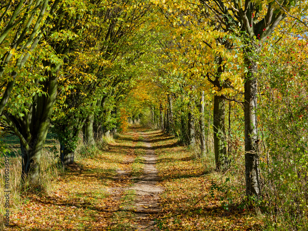 Naklejka premium Footpath and trees in Autumn