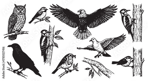 Black and white vector illustration of various bird species including an owl, woodpeckers, eagle, dove, raven, and sparrows perched and in flight.