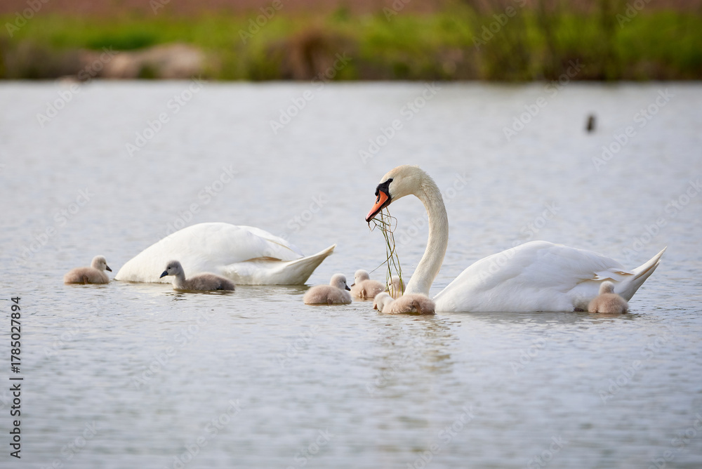 Fototapeta premium Mute Swans with cygnets on a lake eating vegetation ( Cygnus Olor )