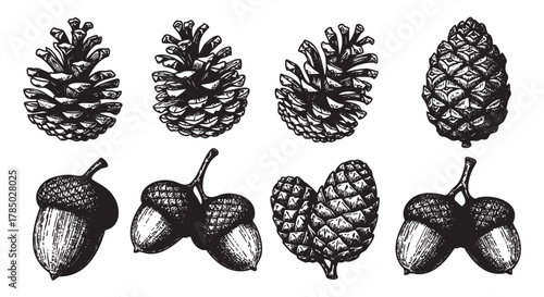 Collection of hand-drawn black and white pine cones, acorns, and various seed pods showcasing intricate line details and textures.