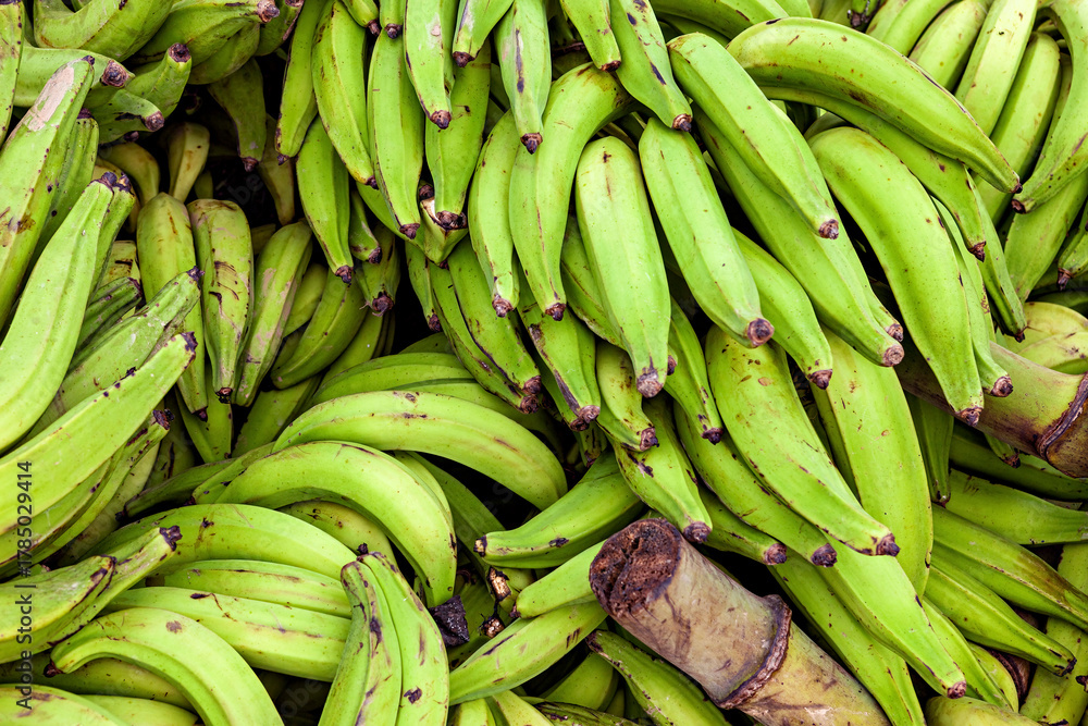 Fototapeta premium A harvest of green Bananas