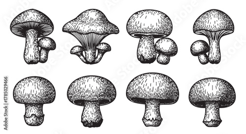 Eight black and white hand-drawn mushroom illustrations, showcasing various cap shapes and sizes with detailed linear texture.