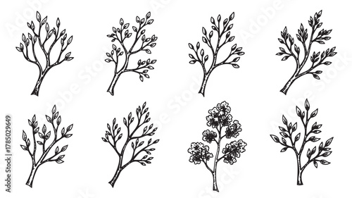 Hand-drawn black ink sketches of eight different tree branches with leaves, showcasing a variety of shapes and details in each illustration.