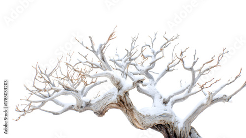 Snow-covered driftwood Christmas tree with twisted branches and white-washed texture, coastal winter vibe, isolated on white background