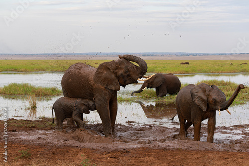 small group of african savanna elephants or loxodonta africana at watherhole covering their bodies in mud