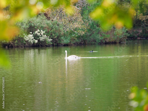 White swan swimming in the lake at the Le Teich ornithological observatory, France