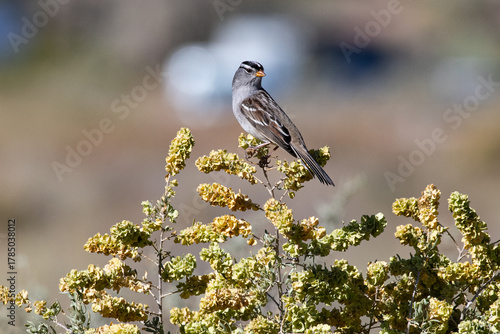 White crowned sparrow perched on a 4 wing salt bush