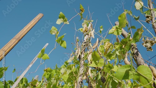 dry beans in the field, ripe dry beans growing on wooden sticks in a field in autumn, beautiful autumn day with blue sky