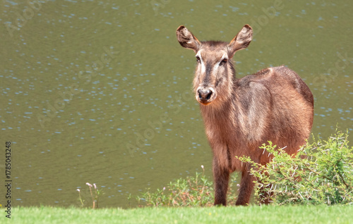 Billede på lærred Portrait of a waterbuck cow.