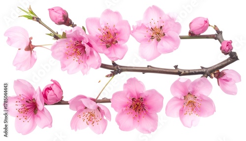 Beautiful pink peach blossoms with buds on a branch isolated on white background