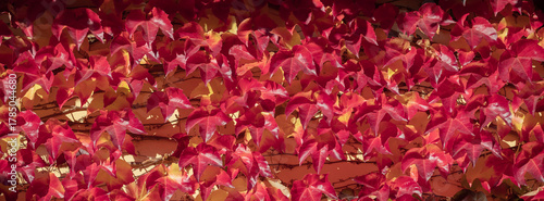 Vibrant red ivy clings to a sunlit wall, creating a warm, seasonal backdrop p...