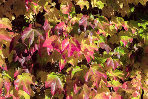 Vibrant ivy wall featuring red and green leaves creates a rich autumn backdro...